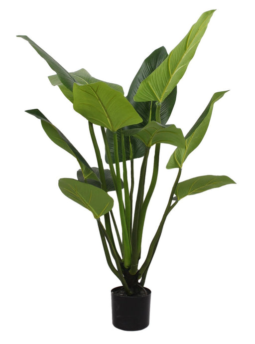 Curcuma Pot “4